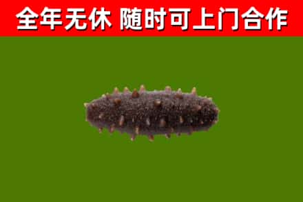 独山烟酒回收干海参.jpg